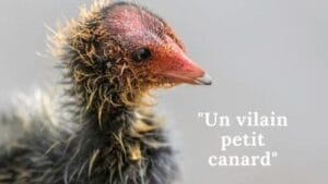 Améliorer ses relations - Vilain petit canard